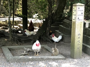 ご神鶏がお出迎えしてくれる神社をレポート【石上（いそのかみ）神宮】 御朱印や駐車場は？