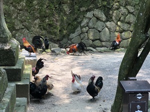 ご神鶏がお出迎えしてくれる神社をレポート【石上（いそのかみ）神宮】 御朱印や駐車場は？