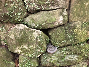 ご神鶏がお出迎えしてくれる神社をレポート【石上（いそのかみ）神宮】 御朱印や駐車場は？