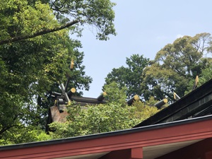 ご神鶏がお出迎えしてくれる神社をレポート【石上（いそのかみ）神宮】 御朱印や駐車場は？