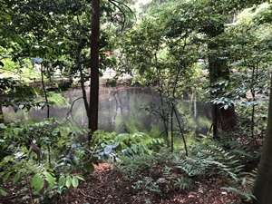 ご神鶏がお出迎えしてくれる神社をレポート【石上（いそのかみ）神宮】 御朱印や駐車場は？