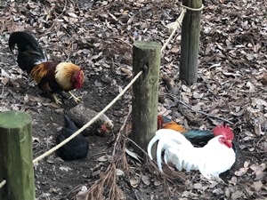 ご神鶏がお出迎えしてくれる神社をレポート【石上（いそのかみ）神宮】 御朱印や駐車場は？