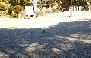 ご神鶏がお出迎えしてくれる神社をレポート【石上（いそのかみ）神宮】 御朱印や駐車場は？