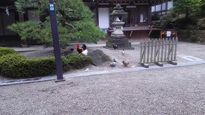 ご神鶏がお出迎えしてくれる神社をレポート【石上（いそのかみ）神宮】 御朱印や駐車場は？