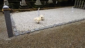 ご神鶏がお出迎えしてくれる神社をレポート【石上（いそのかみ）神宮】 御朱印や駐車場は？