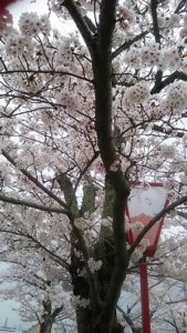 ご神鶏がお出迎えしてくれる神社をレポート【石上（いそのかみ）神宮】 御朱印や駐車場は？