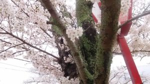 ご神鶏がお出迎えしてくれる神社をレポート【石上（いそのかみ）神宮】 御朱印や駐車場は？