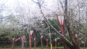 ご神鶏がお出迎えしてくれる神社をレポート【石上（いそのかみ）神宮】 御朱印や駐車場は？