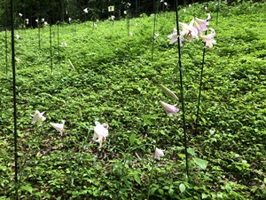 パワースポットで有名な神社をレポート【大神（おおみわ）神社】御朱印や駐車場は？